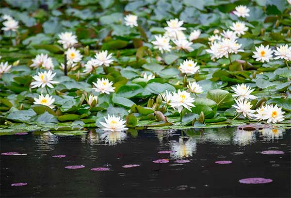 nympheas dans un lac